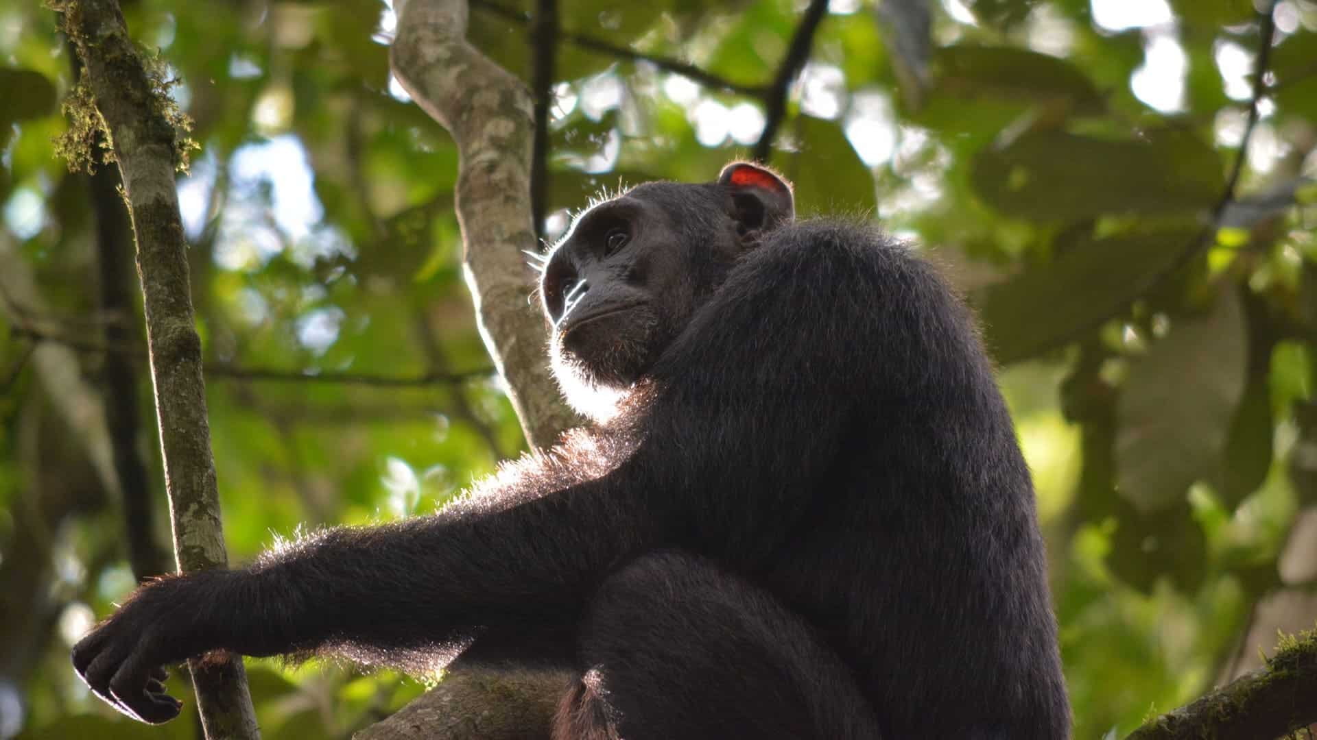 East African Safaris