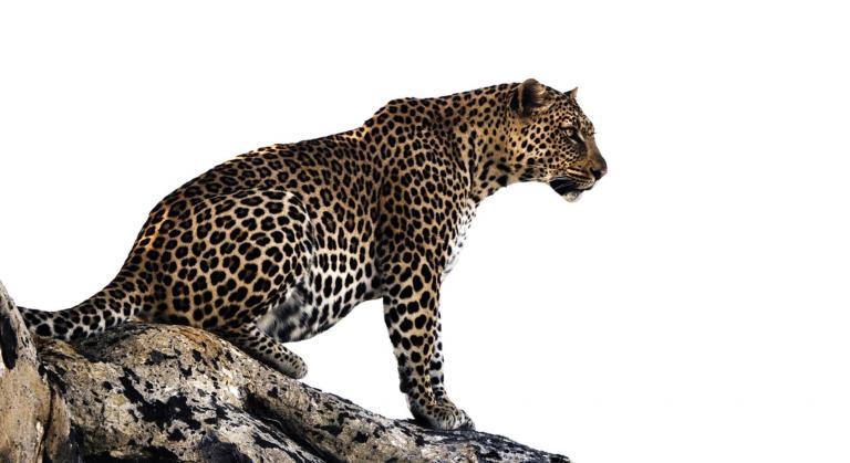 White leopard overlooking the savannah, captured by Sarah J @bluang3I