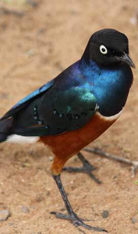 Superb starling in Tanzania