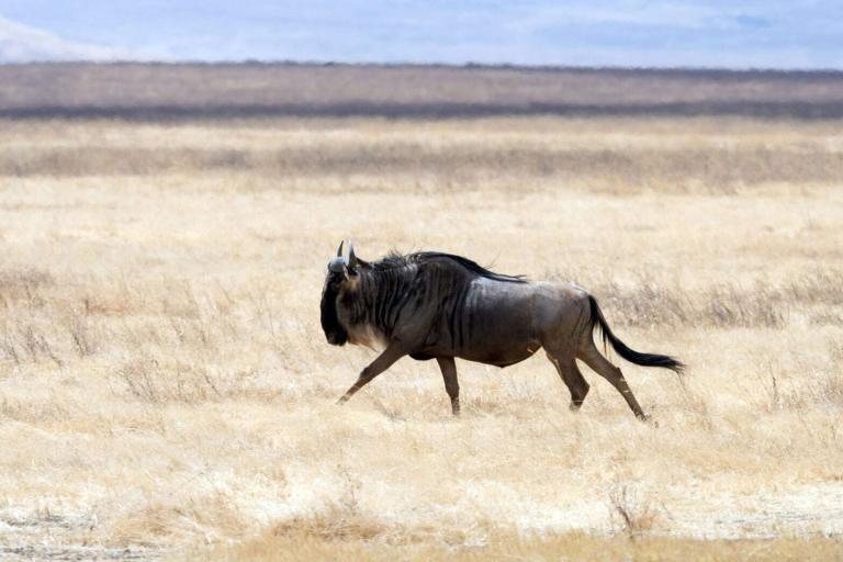 Serengeti National Park EASTCO Safaris