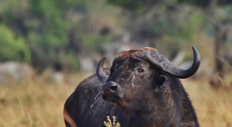 Buffalo spotted during our Big 5 safari in Serengeti National Park