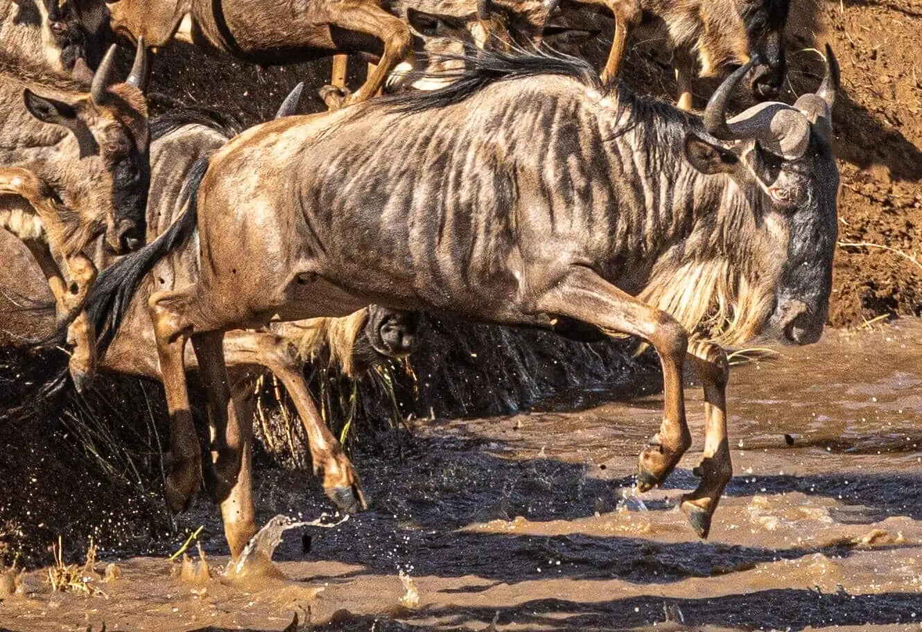 Wildebeest crossing the Mara River