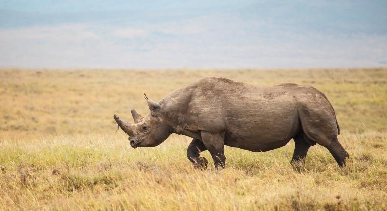 Northern circuit safari, Large Black Rhinoceros walking through the short grass plains of the Ngorongoro Crater.