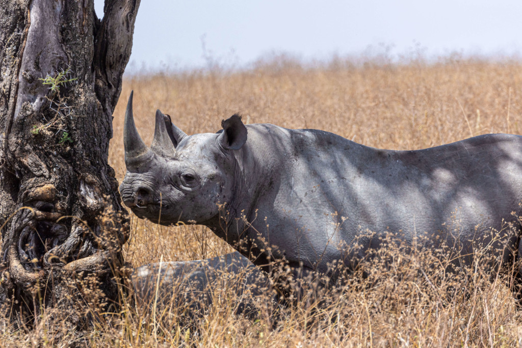 East African Safaris EASTCO Safaris