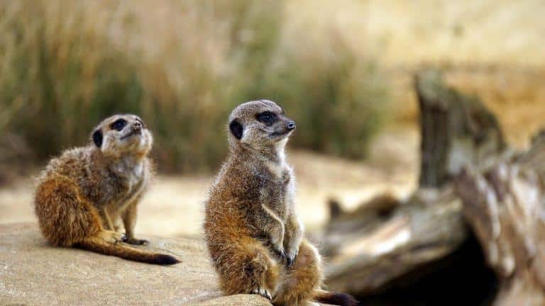 meerkat, wild, animal
