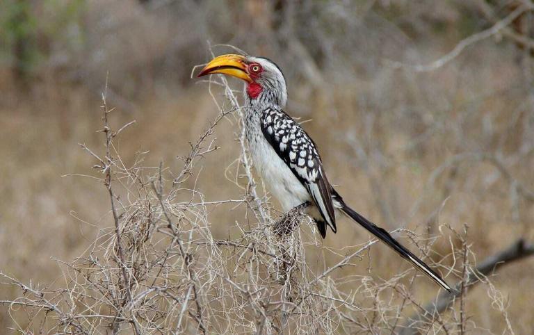 Hornbill Bird Safari Perched  - JonHoefer / Pixabay