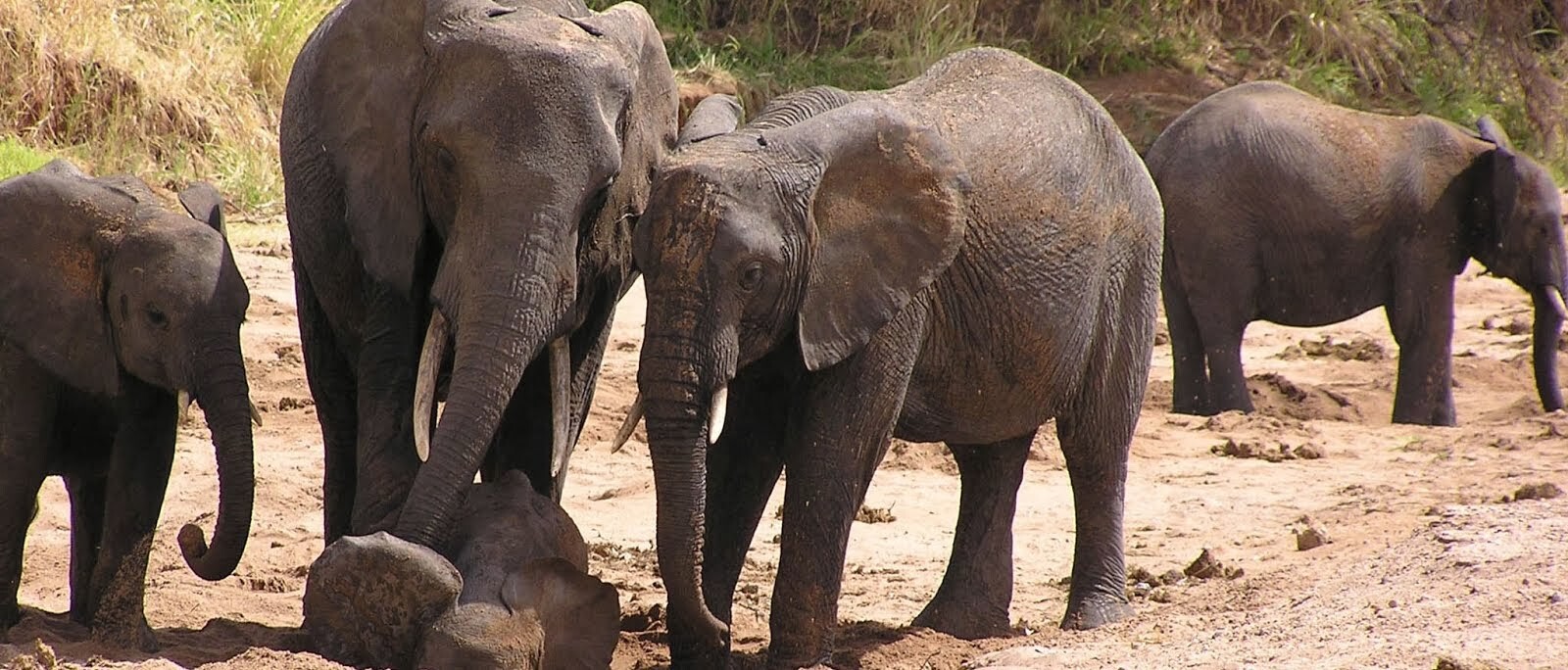 Young elephants drinking on safari