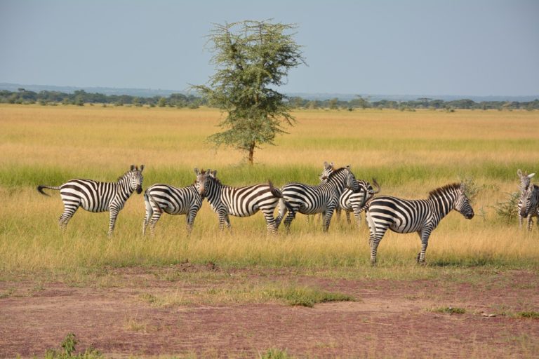 Serengeti National Park EASTCO Safaris