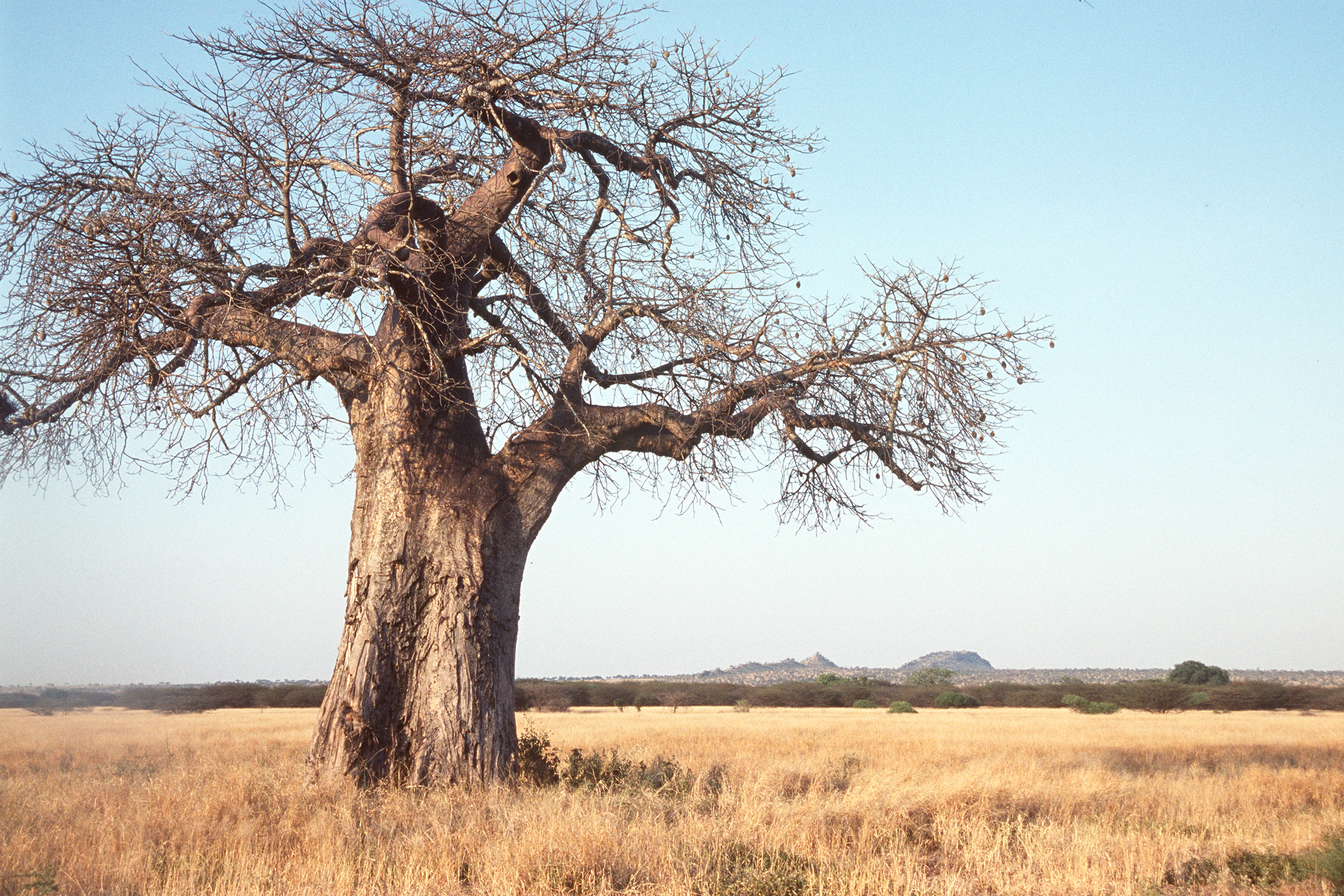 Mature baobab in dry savanna