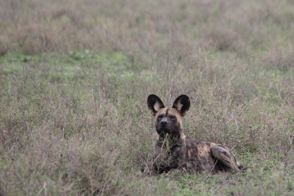 East African Safaris packages