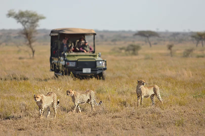 East African Safari