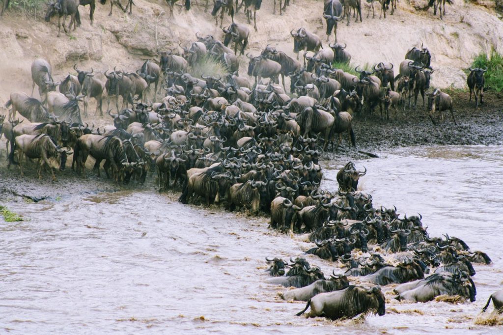 Serengeti National Park and the Wildebeest Migration EASTCO Safaris