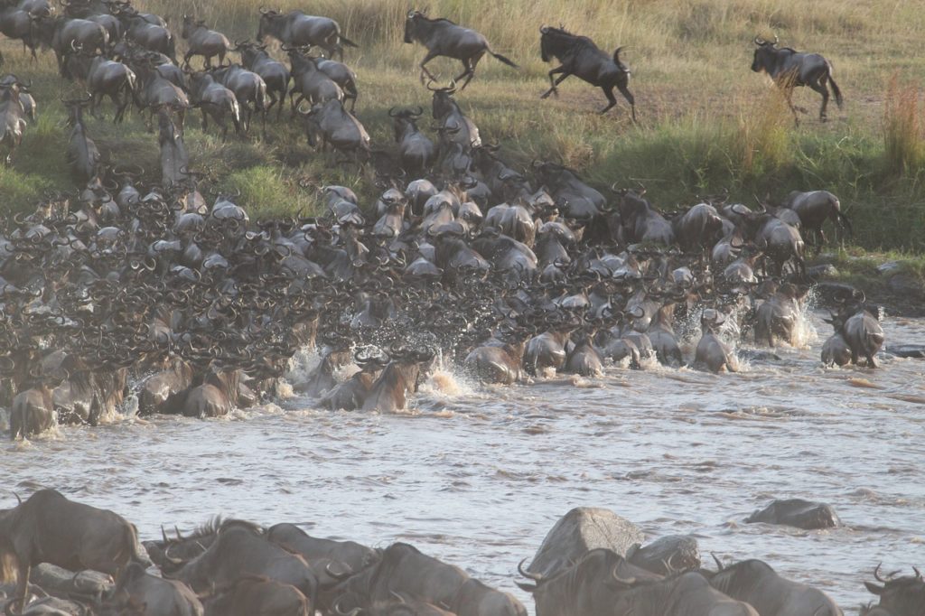 What Month Is The Serengeti Migration? EASTCO Safaris