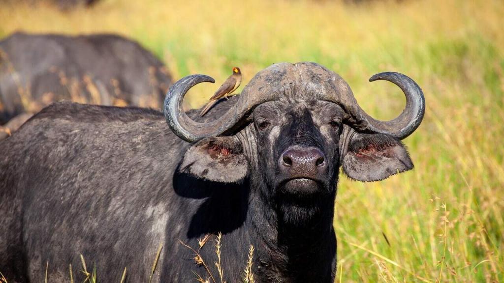 Can You See The Big 5 In Serengeti? EASTCO Safaris