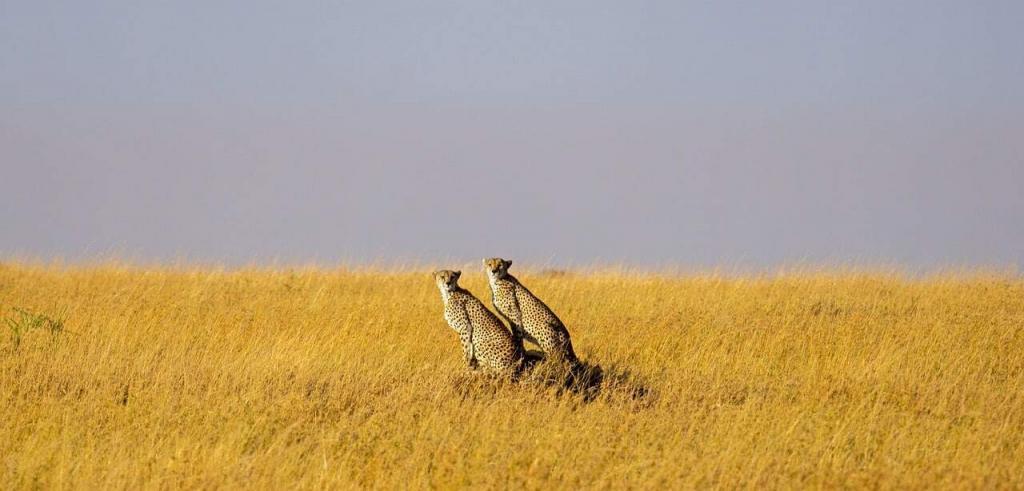 How Many Rooms Does The Four Seasons Serengeti Have? EASTCO Safaris