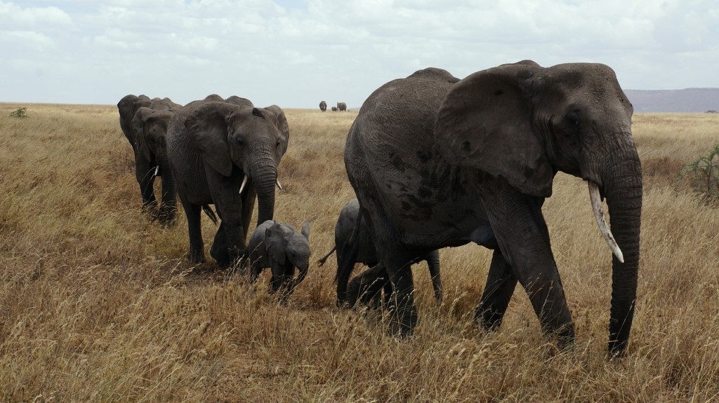 Big Five Game Viewing In Serengeti National Park EASTCO Safaris