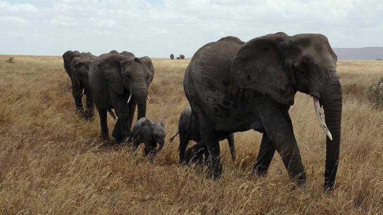 Big Five Game Viewing In Serengeti National Park