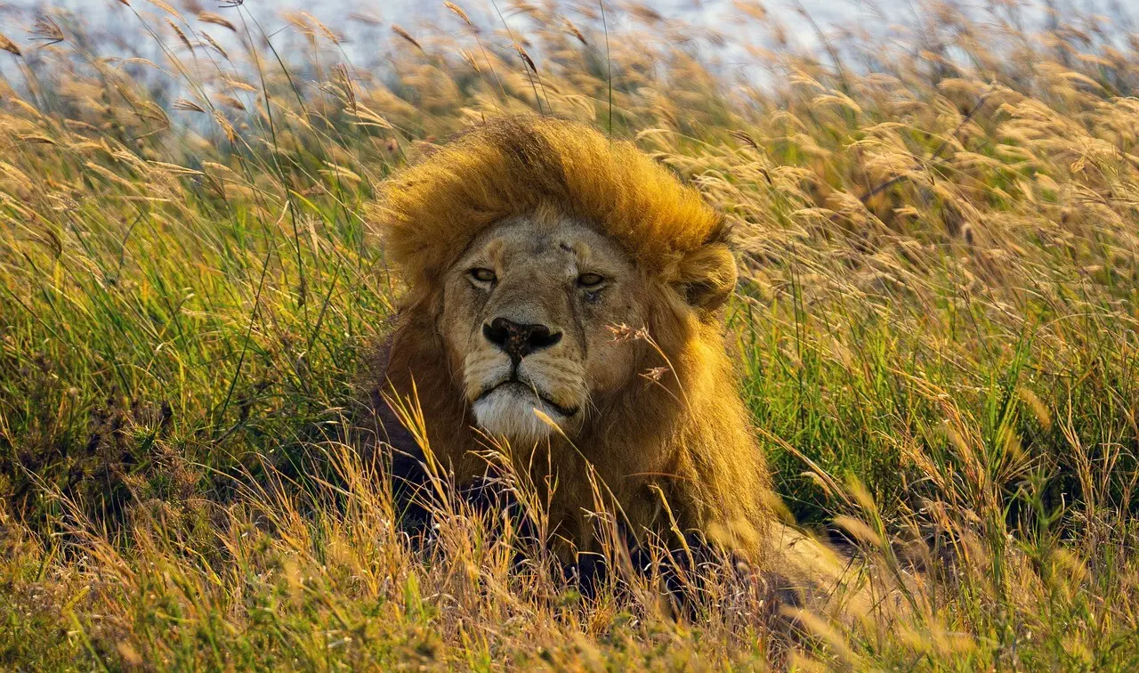 Ngorongoro & Serengeti