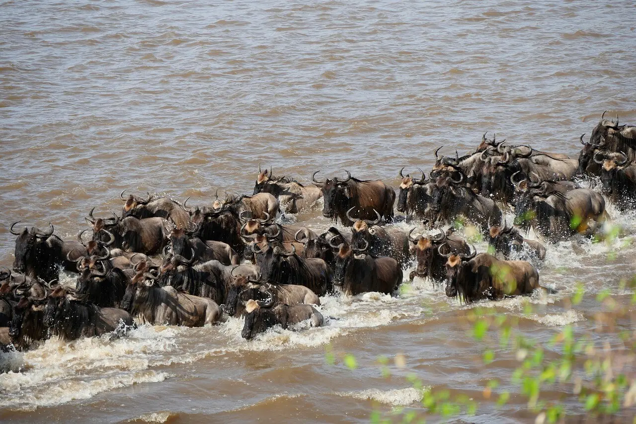 Wildebeest crossing the Mara River in the Serengeti