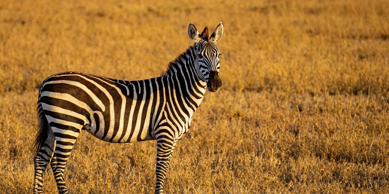 Zebras in Tanzania