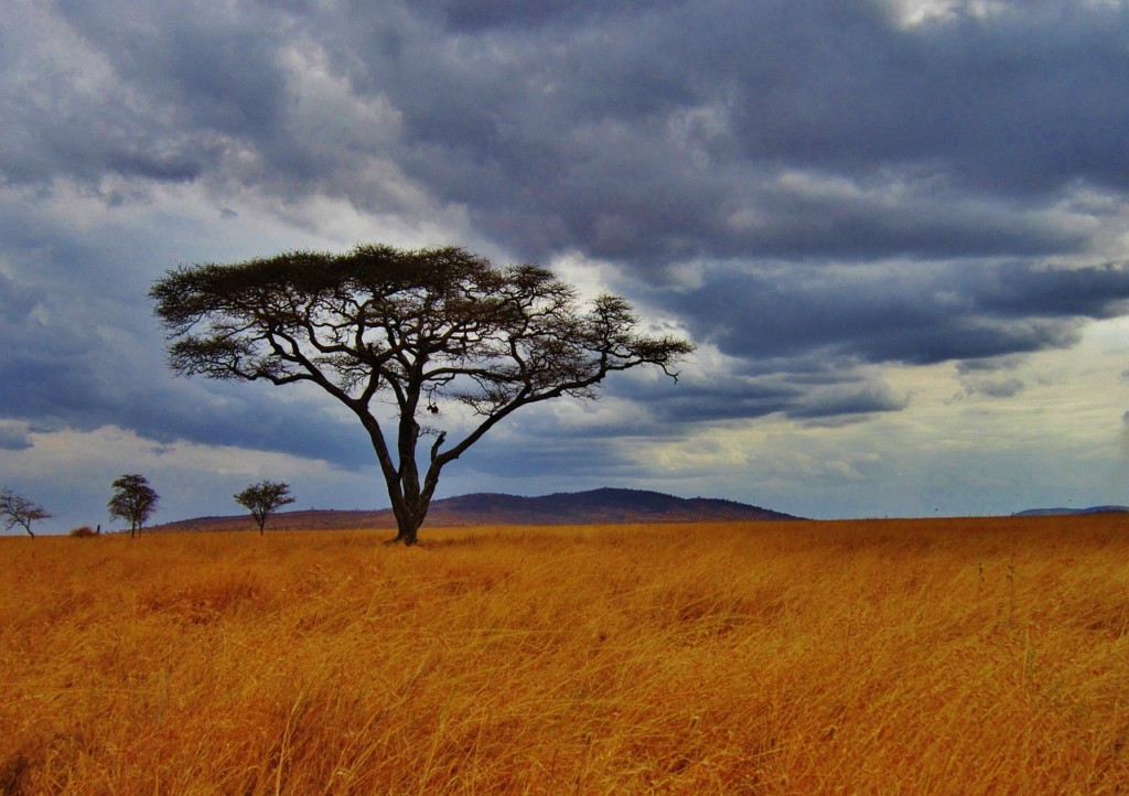 What Is The Best Month To Safari In Tanzania? EASTCO Safaris
