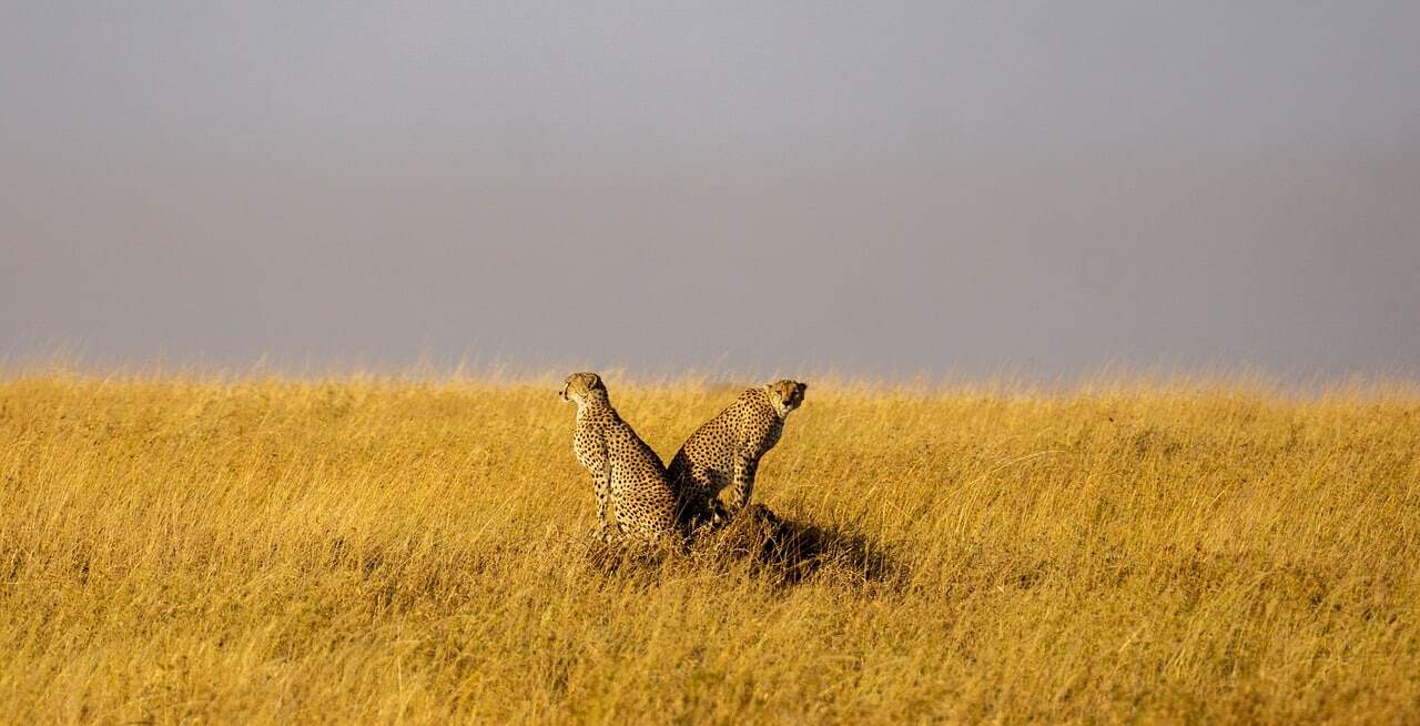 Cheetah in the Serengeti
