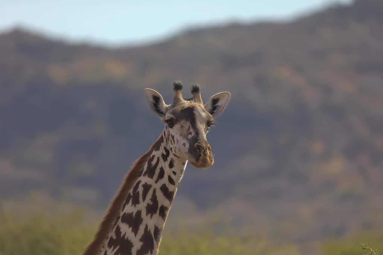 Giraffe in Lake Manyara National Park, Tanzania
