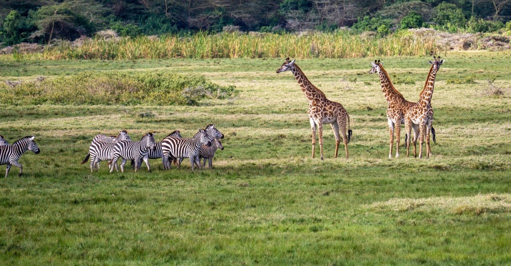 What Is The Best Safari In Tanzania? EASTCO Safaris