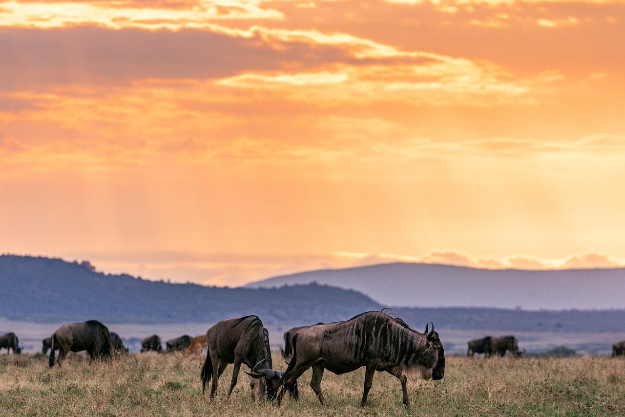3 Day Serengeti and Ngorongoro EASTCO Safaris