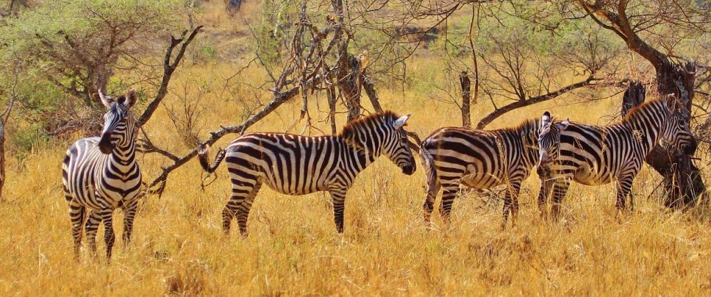 How Many Camps Are In The Serengeti? EASTCO Safaris