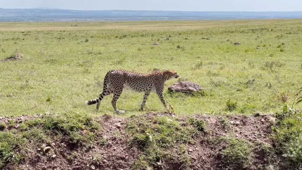 Things to Know When Trying to Book a Tanzania Safari: 10 Factors EASTCO Safaris