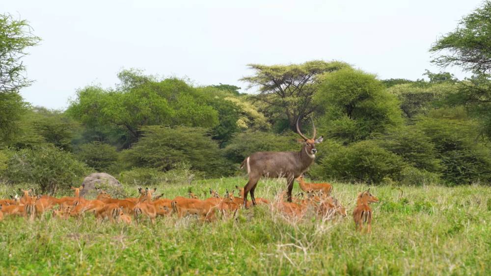 When Is the Best Time to Go on an African Safari: Know the Ideal Time for Visiting EASTCO Safaris