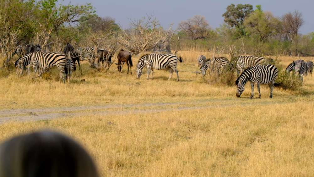 things to know when trying to book a tanzania safari