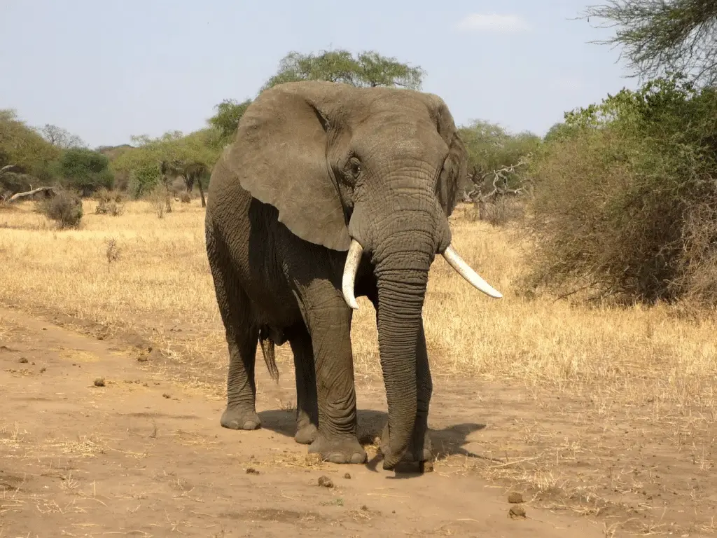 Elephant on an African wildlife photography safari