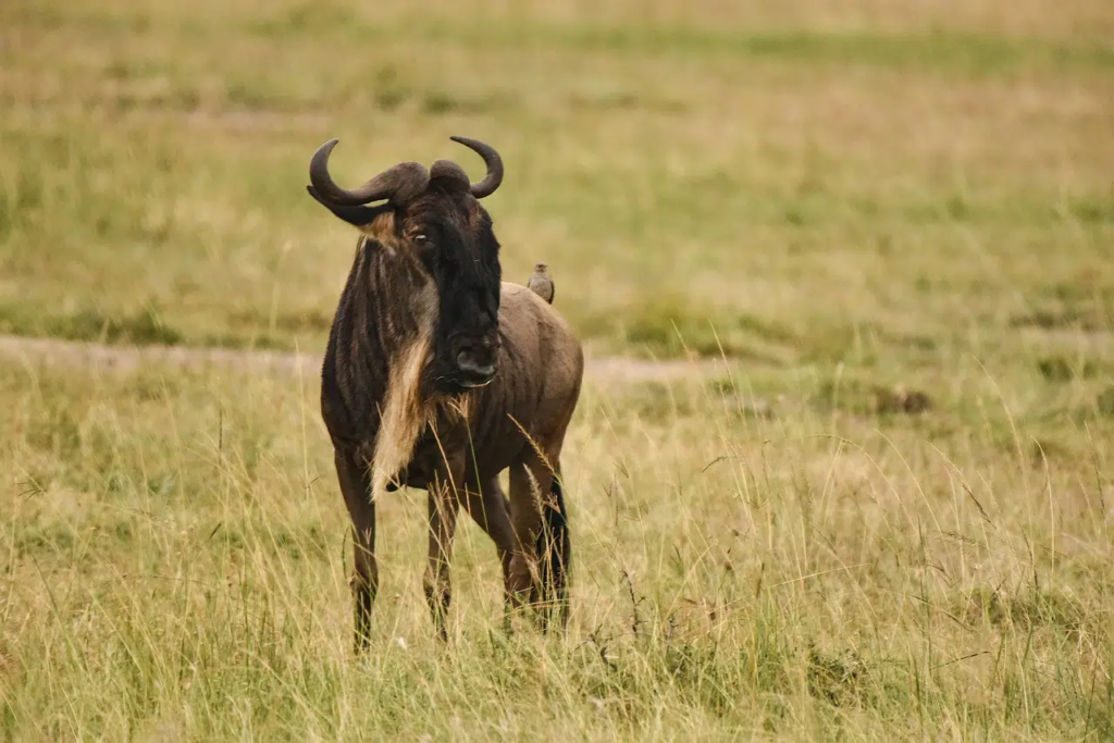 Classic Safari Photography Tips: Capturing the Essence of African Wildlife EASTCO Safaris