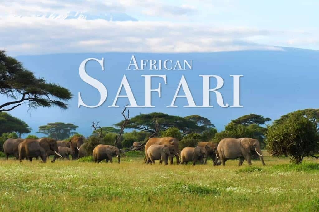 How Much Does It Cost to Go on an African Safari