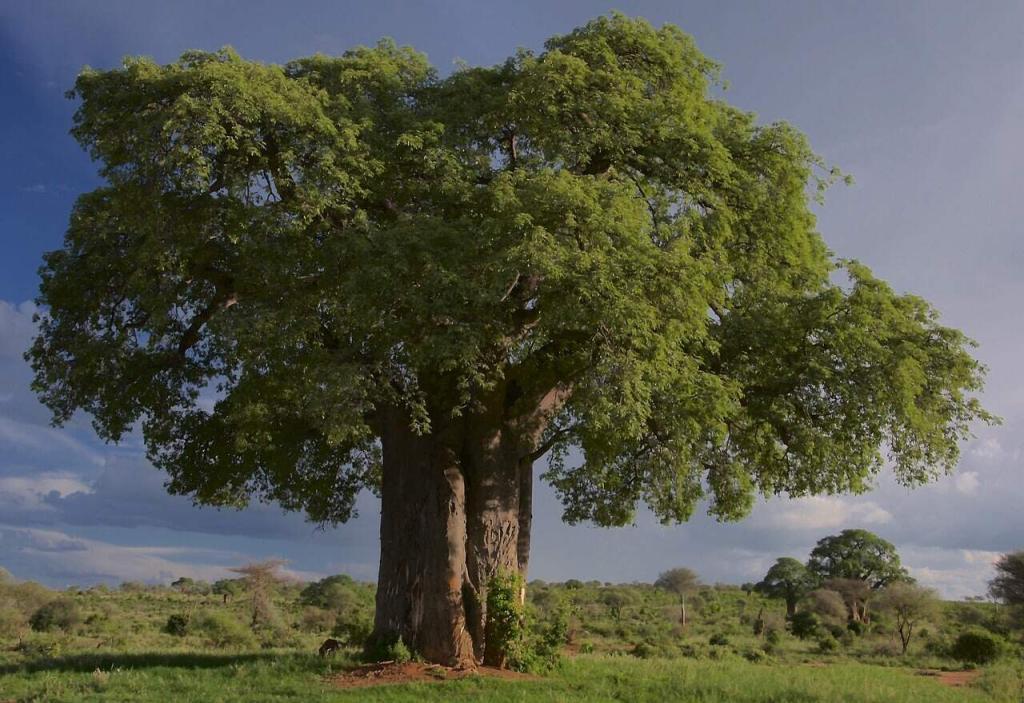 What Is Staying In Tarangire National Park Like? EASTCO Safaris