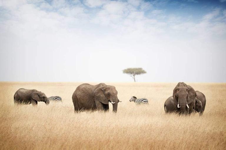 How to Plan a Safari Trip to Africa