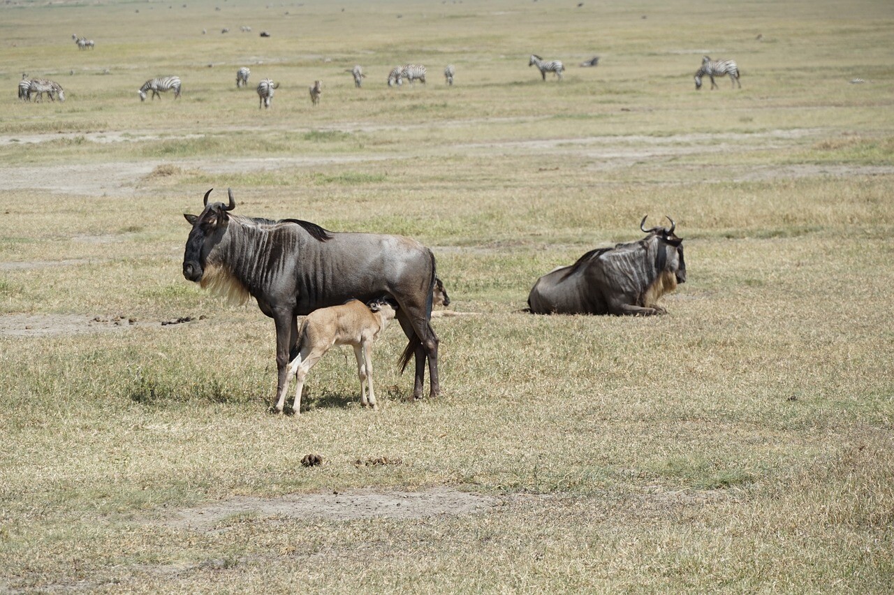 Wildebeest on the Ndutu plains