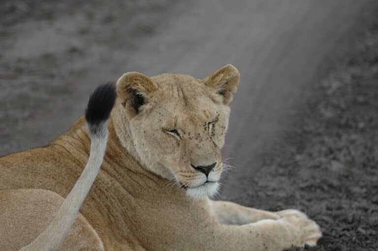 The Top 10 Serengeti National Park Animals