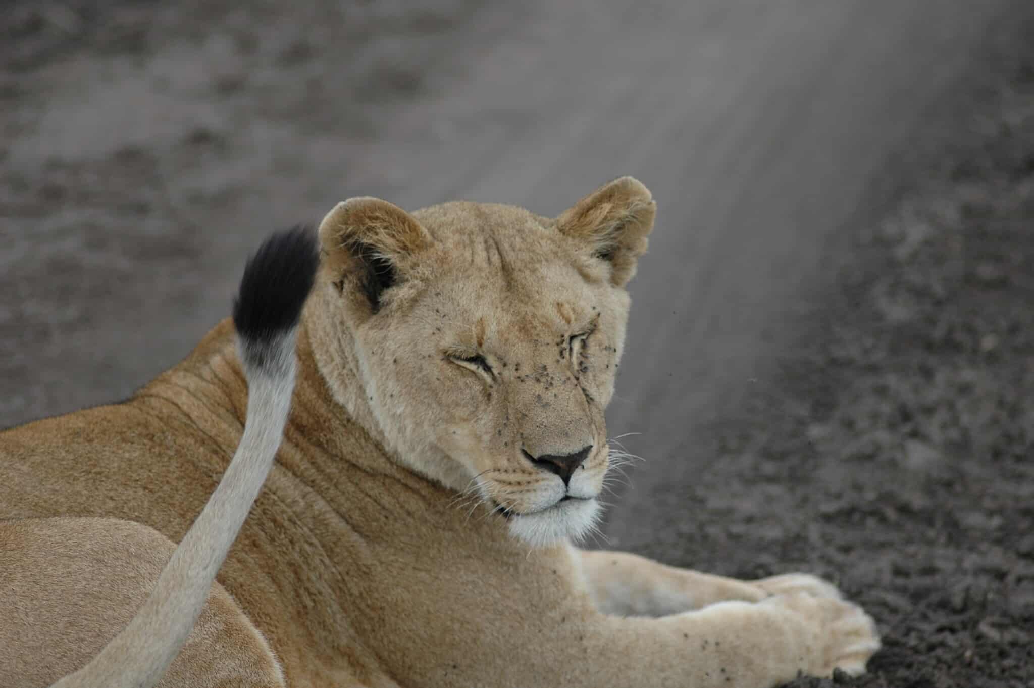 How Much Does a Walking Safari Cost?