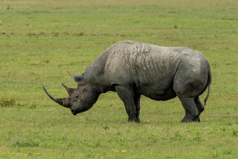 What Is The Rarest Animal In Serengeti?