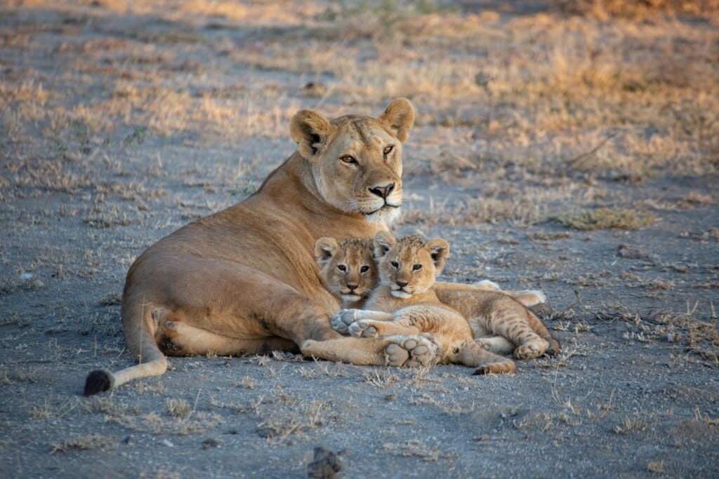 The Top 10 Serengeti National Park Animals
