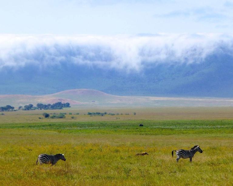 Why Crater Game Drives Are a Must-Do on Your Tanzania Safari
