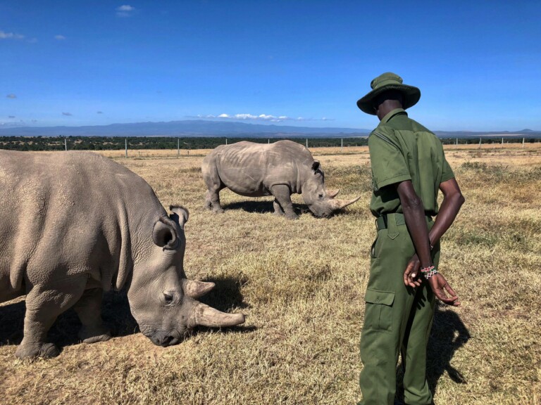 Tanzania Safari Guided Walks