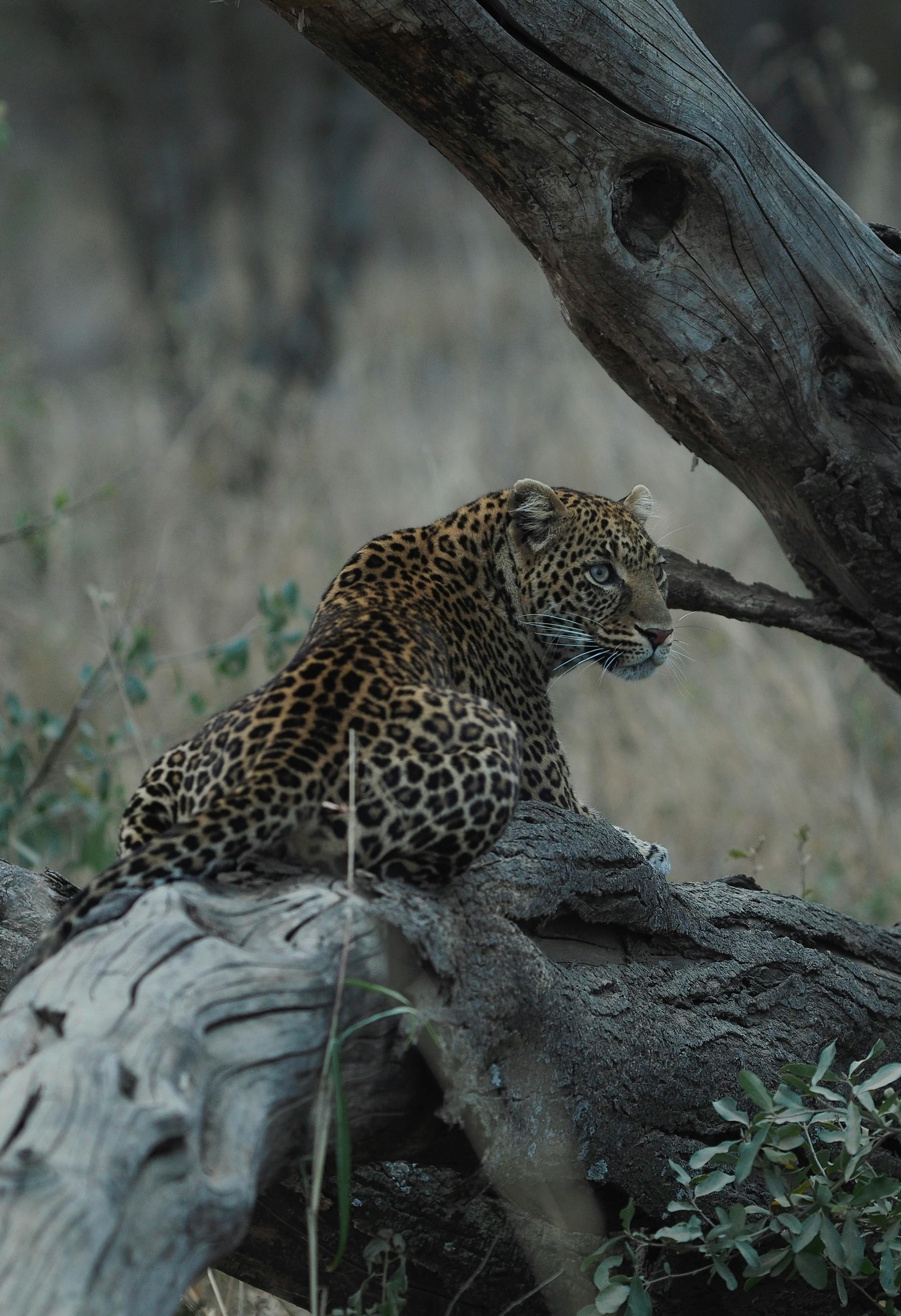 Which Is Better: Serengeti or Ngorongoro?