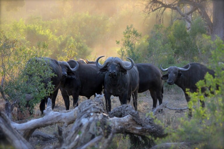 Top 5 Ngorongoro Conservation Area Animals