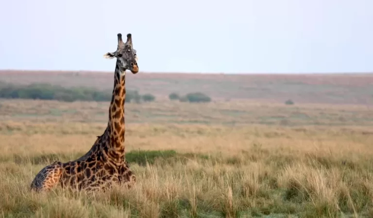 Adventure Safaris in Wildlife Viewing with Thrilling Activities