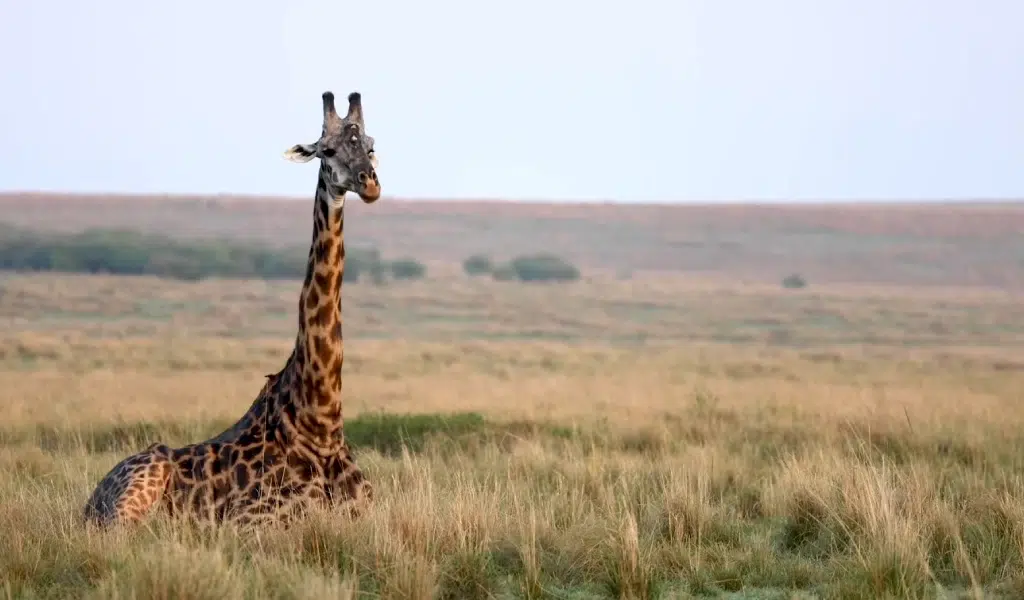 Adventure Safaris in Wildlife Viewing with Thrilling Activities