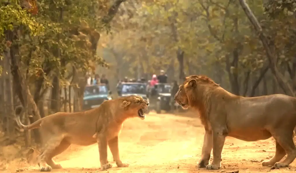 How Safe Is a Safari in Tanzania